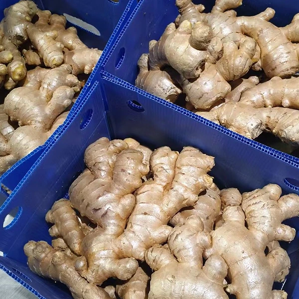 Fresh Ginger Market Inombundira Hunhu Kukwidziridzwa