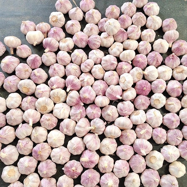 Huaang Food Processing Inozivisa Kuwedzerwa kweFresh Garlic Supply Chain