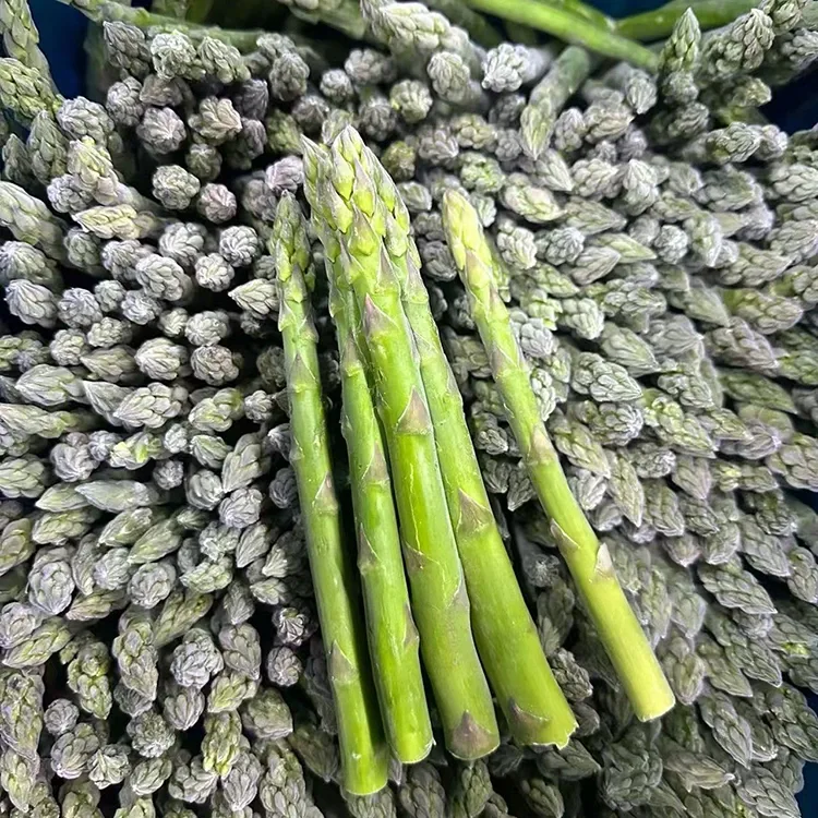 Yakasarudzwa Frozen Green Asparagus yeConsistent Foodservice uye Ingredient Supply
