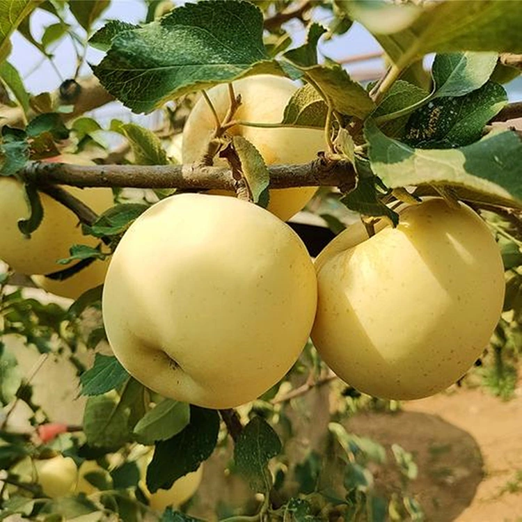 Fresh Goridhe Inonaka Maapuro