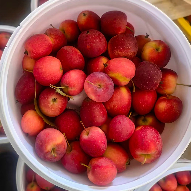 Yepamusoro-Giredhi Nyowani-Chirimwa Chinese Cherry Apple