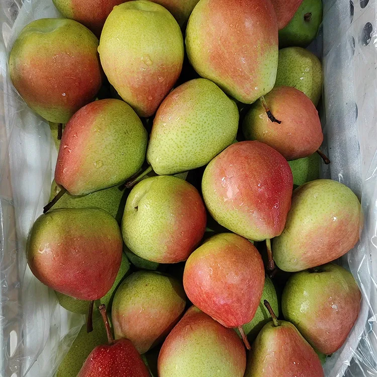 Premium Hand-Picked Eye-Catching Glossy-Red July Red Pear