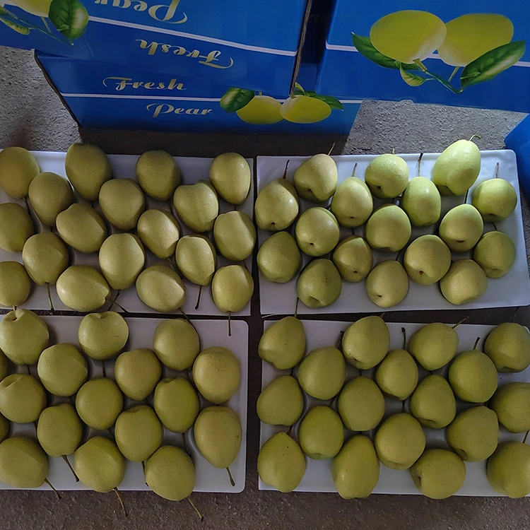 Sezvinongoita Sweet Shandong Pears