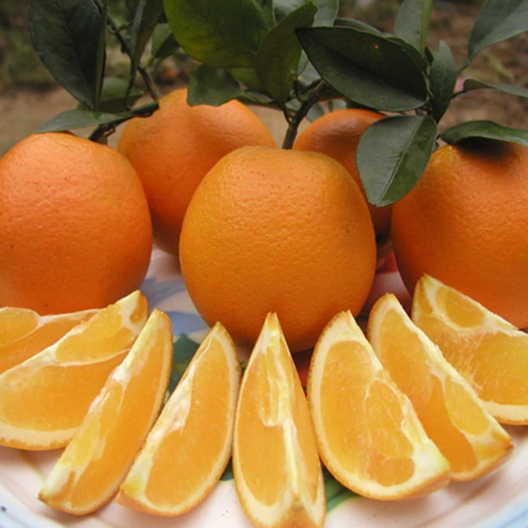 Premium Fresh Juicy Inotapira Guvhu Oranges