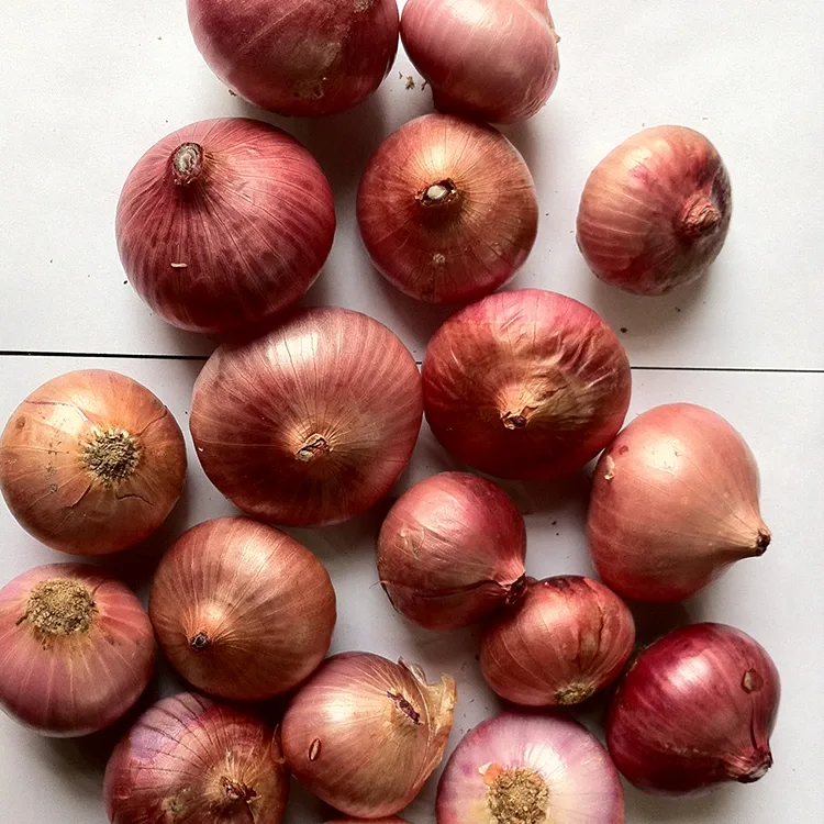 Premium Fresh Red Hanyanisi