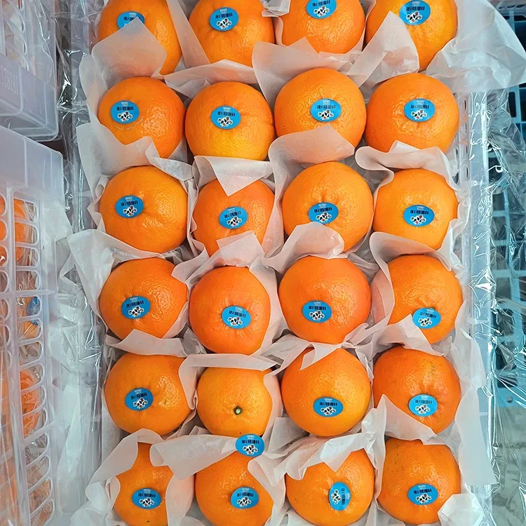 Premium Fresh Inotapira Wogan Mandarin