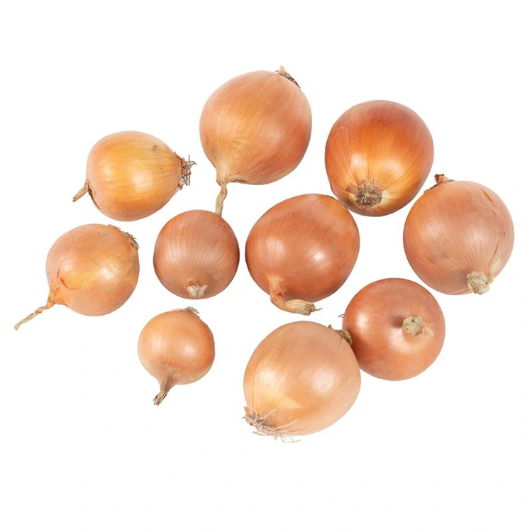 Premium Fresh Yellow Onion
